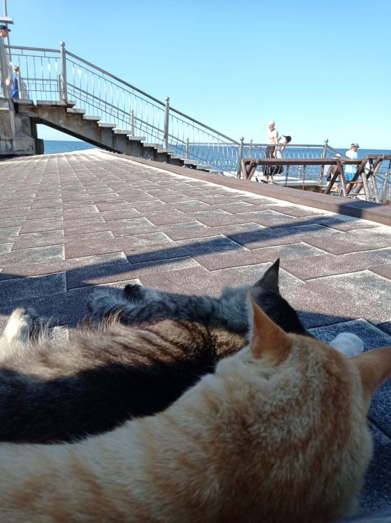 Коты любуются морем
